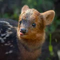 pudu